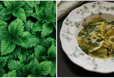 Прави нутритивни драгуљ ОВО ЈЕ „НИШТА ЛАКШЕ“ РЕЦЕПТ ЗА ПЕСТО ОД КОПРИВЕ Савршен за ЛАГАНУ пролећну ТЕСТЕНИНУ, а једе се и као УКУСНИ НАМАЗ на хлеб