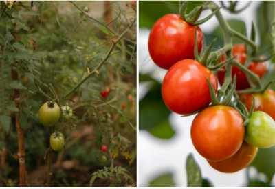 КАО ИЗ БАКИНЕ БАШТЕ Не треба вам скупа хемија ОВА БИЉКА је природни штит за ПАРАДАЈЗ у башти: Тера ШТЕТОЧИНЕ и чисти земљу од паразита!