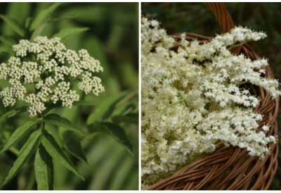 ЛЕКОВИТИ ЦВЕТ ИЛИ ОТРОВНА ДВОЈНИЦА Ево како да их разликујете! ЗОВА САМО ШТО НИЈЕ ЗАМИРИСАЛА Ова 3 знака показују ШТА УНОСИТЕ У КУЋУ