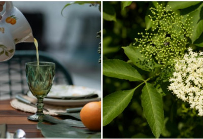 Прави је тренутак да направите НАЈБОЉИ СИРУП ОД ЗОВЕ Ово је ПРОВЕРЕНИ БАКИН РЕЦЕПТ Нема кувања и конзерванса ЕВО ШТА ВАМ ЈЕ ПОТРЕБНО