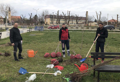 МЕШТАНИ ШИМАНОВАЦА И ЗАПОСЛЕНИ У ВРТИЋУ ЗАСУКАЛИ РУКАВЕ! Засађена 34 стабла у дворишту забавишта, ево која породица је дала донацију