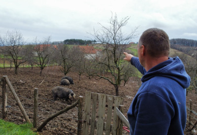 АФРИЧКА КУГА СВИЊА СЕ ШИРИ Еутаназија и забрана кретања у погођеним зонама У ОВИМ МЕСТИМА УВЕДЕНЕ СТРОГЕ МЕРЕ