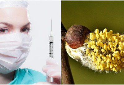 ПЕРСОНАЛИЗОВАНА ВАКЦИНА ПРОТИВ АЛЕРГИЈЕ Потенцијално решење у борби против полена