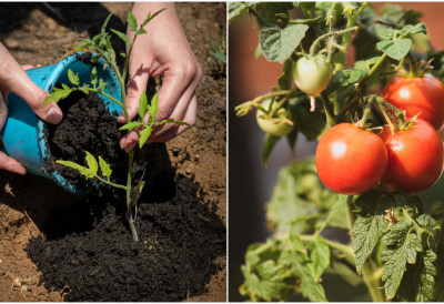 ПАРАДАЈЗ ЋЕ РОДИТИ КАО НИКАД Методе садње које дају најбоље резултате
