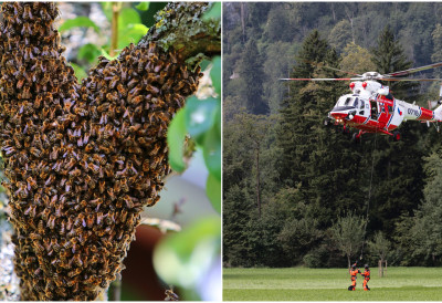 РОЈ АГРЕСИВНИХ ПЧЕЛА НАПАО ПЛАНИНАРА Мушкарац задобио више од 100 убода ЕВАКУИСАН ХЕЛИКОПТЕРОМ