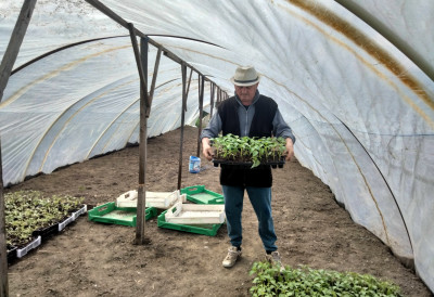 РАСАДНИЧАРИ ПОЧЕЛИ СЕЗОНУ ПРОДАЈЕ ПОВРЋА Ово је прво на тезгама, а ево и које су цене по струку на новосадским пијацама