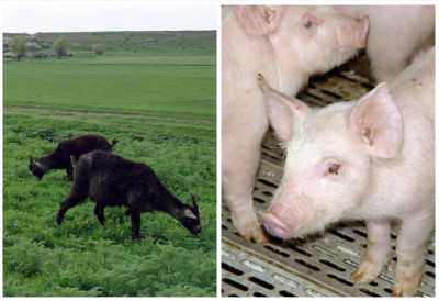 ЦЕНЕ СТОКЕ НАПРАВИЛЕ ЗАОКРЕТ Јагњад у Банату  480 дин, цена прасади достиже рекорд а у моравичком региону изостала понуда оваца и коза