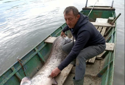 ПЕЦАРОШ УЛОВИО КОЛОСА Рибар на Драви 30 минута ”замарао” грдосију КАПИТАЛАЦ ”ПАО” НА ГЛИСТУ