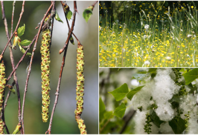 АЛАРМ ЗА АЛЕРГИЧНЕ Невидљиви непријатељ у ваздуху БРЕЗА „ЕКСПЛОДИРАЛА“, СТИЖЕ И ПОЛЕН ТРАВА