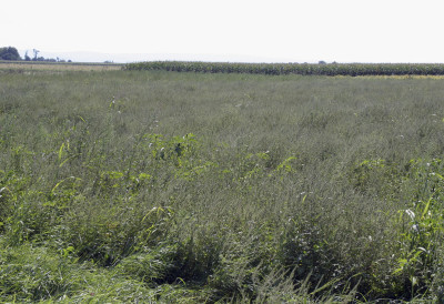 ПРЕКОГРАНИЧНИ ПРОЈЕКАТ НА ФАКУЛТЕТУ ТЕХНИЧКИХ НАУКА УНИВЕРЗИТЕТА У НОВОМ САДУ Праћење и управљање инвазивним биљним врстама