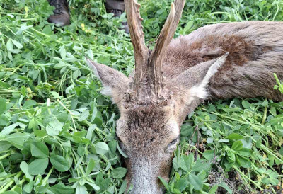 ТРАЈЕ СЕЗОНА ЛОВА НА СРНДАЋЕ У КИКИНДИ Три медаље, једнорог у сребру