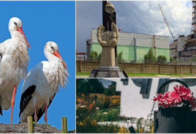 (ФОТО) СЕНЗАЦИЈА У ЧЕРНОБИЉУ! После две деценије, беле роде поново свиле гнезда!