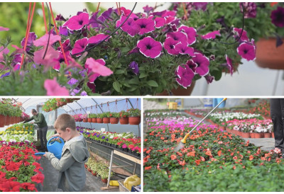 И комшијама мирише! ПОЧЕЛИ СА ЈЕДНИМ ПЛАСТЕНИКОМ, А САДА ИМАЈУ ОЗБИЉАН БИЗНИС Породица из Србије направила РАСАДНИК цвећа који им доноси лепу зараду