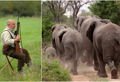 МИЛИОНЕР ЛОВИО РЕТКУ АНТИЛОПУ, ПА ЗАВРШИО ПОД НОГАМА СЛОНОВА Носио пушку од малих ногу, али су му трофеји дошли главе
