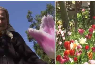 "Љубав према ЛАЛАМА продужио јој живот" БАКА ЛУЦИЈА ИЗ НИКИНАЦА има 96 година, ПРЕКО 200 НИЈАНСИ свог омиљеног цвета и наставља да укршта