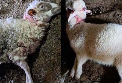 УЖАС У ДОМАЋИНСТВУ ПЕЈОВИЋ КОД ПОЖЕГЕ: Пси луталице растргли стадо оваца, мештани страхују да животиње могу напасти и децу (ФОТО)