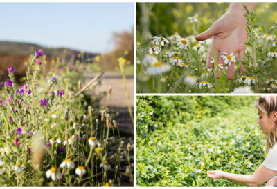 Апотека из равнице! ПРИРОДА У МАЈУ НУДИ НАЈВИШЕ Ево које биљке за чај можете да берете и како да их осушите да их имате целе године