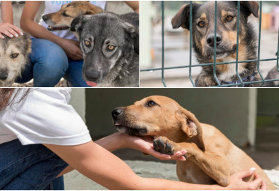 УДОМЉАВАЊЕ ПСА ИЗ АЗИЛА МОЖЕ БИТИ УЗБУДЉИВО, АЛИ И СТРЕСНО! Ево шта је очекивано првих дана, а шта забрињавајуће