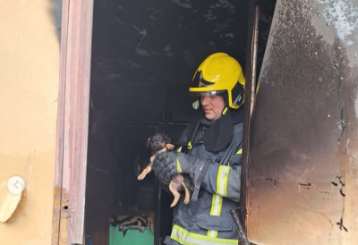 (ФОТО) СРЦЕ ДА СТАНЕ! У запаљеној кући у Кисачу СПАШЕНИ кучићи, евакуисани безбедно у последњем тренутку