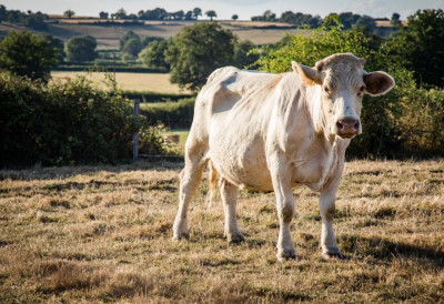 ОДЛУЧИЛА ДА НЕ ЗАВРШИ У БУРГЕРУ: ОДБЕГЛА КРАВА ПОСТАЛА МАЈСТОР СКРИВАЊА Помрсила конце и месарима и полицији