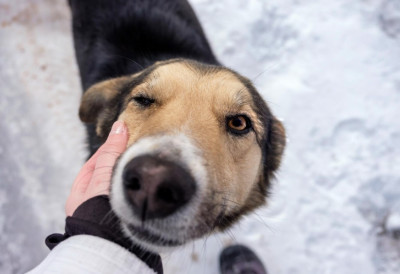 НЕЗАПАМЋЕНО ЗВЕРСТВО НАД „КРАЈПУТАШИМА” – ВЕРОВАЛИ СУ ЉУДИМА ДО ПОСЛЕДЊЕГ ТРЕНА Истражује се убиство паса на периферији Сомбора