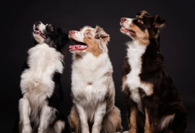 СПЕКТАКЛ НА ЧЕТИРИ НОГЕ! Сомбор је сутра у знаку паса свих раса, велика национална изложба на стадиону „ПИК“