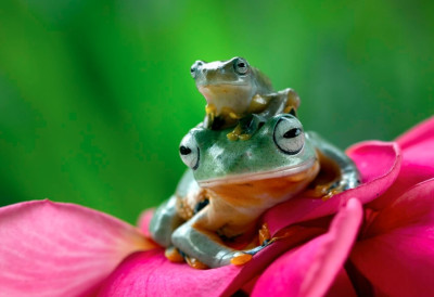 Сићушна али посебна: ОТКРИВЕНА НОВА ВРСТА ЖАБЕ, КОЈА НА ЛЕЂИМА ИМА „ТОРБУ” ЗА ЈАЈА