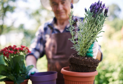 Рано пролеће је идеално! ПРЕСАДИТЕ ЛАВАНДУ БЕЗ РИЗИКА ДА СЕ ОСУШИ Ова ТРИ корака искусних баштована гарантују ЗДРАВЕ ПУПОЉКЕ до децембра