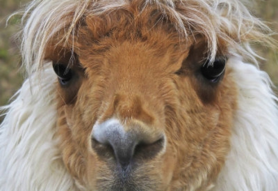 (ВИДЕО) Погледајте нову најслађу атракцију у београдском зоо-врту БЕБА АЛПАКА ВЕЋ УКРАЛА СРЦА ПОСЕТИЛАЦА