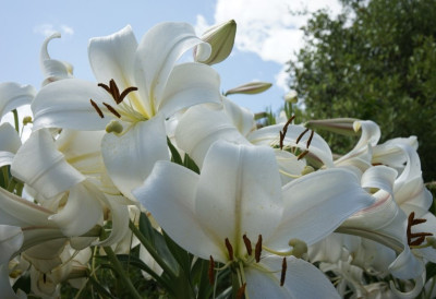 Благовести доносе срећу у ваш дом! ДАНАС У КУЋУ УНЕСИТЕ ОВАЈ ЦВЕТ и привуците благостање и хармонију која ће трајати ЦЕЛЕ ГОДИНЕ