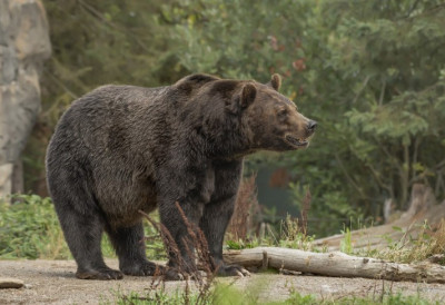 (ВИДЕО) Да ли је зими крај? МЕДВЕДИ СЕ ПРОБУДИЛИ ИЗ ЗИМСКОГ СНА Снимљени су овом селу како шетају улицом