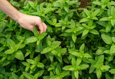 Свака жена би требало да је има! ОВА БИЉКА СЕ У АПРИЛУ СМАТРА НАЈЈАЧОМ ЗА ЉУБАВ И НОВАЦ! Верује се да доноси срећу у дом