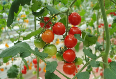 ЈЕДНА БИЉКА ЧУВА ЦЕЛУ БАШТУ Посадите је поред парадајза - тера штеточине и даје крупније плодове