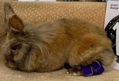 Гинис потврдио: ХЕРБИ ЈЕ НАЈСТАРИЈИ ЖИВИ КУНИЋ НА СВЕТУ – МАЛИ АЛИ ОДЛУЧАН, СИТНО БРОЈИ ДО 16. РОЂЕНДАНА