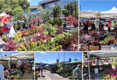 Spens „procvetao“ i ovog petka! NE PROPUSTITE CVETNU PIJACU Bogata ponuda sadnica i razmena starog papira za biljke