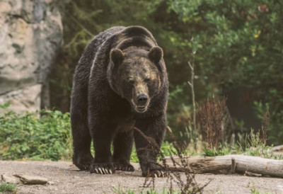 МЕДВЕДИ НЕ ПРЕЗАЈУ НИ ОД ЧЕГА – НИ СВЕТЛО НИ ЉУДИ ИХ НЕ ЗАУСТАВЉАЈУ! Један растурио пчелињак тик уз кућу, други савладао бика од 750 кг!