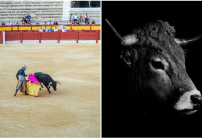 (ВИДЕО) Публика у ШОКУ занемела! БИК РАЗНЕО „КРАЉА МАТАДОРА“ Хорор сцене из Арене у Севиљи: РОГОМ ГА НАБИО У ЗАДЊИЦУ