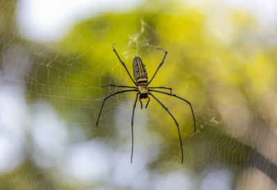 СВЕ ВИШЕ ЉУДИ ЗАВРШАВА У БОЛНИЦИ ЗБОГ УЈЕДА ПАУКА У Британији број оболелих се повећава! Стручњаци помињу ширење „лажне удовице“