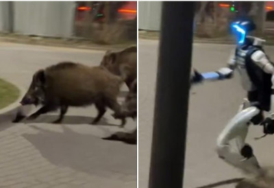 (ВИДЕО) КАКАВ СУСРЕТ ТЕХНИКЕ И ПРИРОДЕ УСРЕД ВАРШАВЕ! Вирални робот Едвард Вархоцки јури дивље свиње по паркингу у пољској престоници