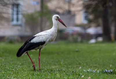 (ФОТО) НЕОБИЧНО ПРИЈАТЕЉСТВО! Рода већ три године долази У КУЋУ девојчице (8) из Новог Бечеја, а ове године je приредила и НЕВЕРОВАТНО ИЗНЕНАЂЕЊЕ