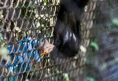 РАТУЈУ ВЕЋ ОСАМ ГОДИНА Шимпанзе у Уганди подељене у смртоносни сукоб који траје скоро деценију НАСИЉЕ ЈЕ ЗАСТРАШУЈУЋЕ БРУТАЛНО