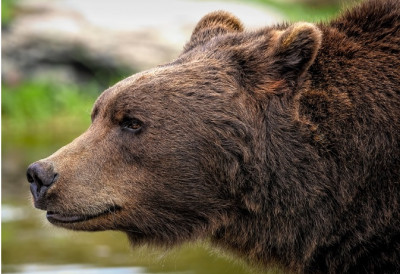 (ВИДЕО) МЕДВЕД НАПРАВИО ХАОС КОД ТРАВНИКА Уништио пчелињак, а снимак са улице леди крв у жилама!