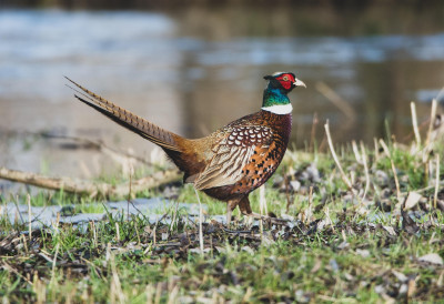ПОКРАЈИНА ОБЈАВИЛА КОНКУРС ЗА УНАПРЕЂЕЊЕ ЛОВСТВА Новац за фазане, прихватилишта, теренска возила....