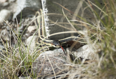 (ВИДЕО) ПРИРОДА СЕ БУДИ Лепо време покренуло змије на НАЈЧИСТИЈОЈ РЕЦИ У СРБИЈИ