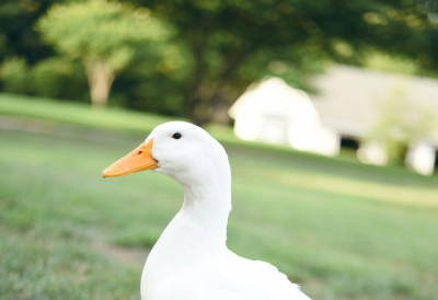 ОВЕ ПАТКЕ НЕ КВАЧУ, КОШТАЈУ ИЗМЕЂУ 4 И 20 ЕВРА, А ИМАЈУ ЈЕДНУ УЛОГУ Све су популарније у домаћинствима