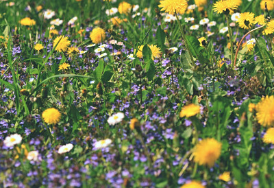 Природа даје бесплатно! ОВЕ САМОНИКЛЕ БИЉКЕ СЕ БЕРУ У АПРИЛУ Не бацајте паре на скупе суплементе