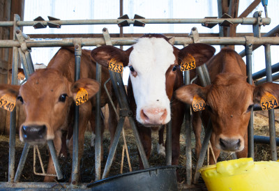 ПАПРЕНО СКУПА ТЕЛАД За килограм живе ваге траже преко 900 динара А ЕВО ШТА ЈЕ И ГДЕ ПОЈЕФТИНИЛО