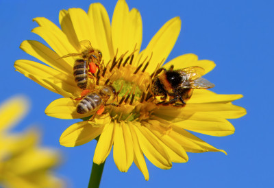 МИНИСТАРСТВО УПОЗОРАВА - УГРОЖЕНЕ ПЧЕЛЕ Ово су ПРАВИЛА ЗА ПРИМЕНУ ПЕСТИЦИДА током цветања пољопривредних култура