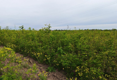 ЗАСАДИО 100.000 БАГРЕМА У ВОЈВОДИНИ Домаћин из Иђоша баталио ратарство и будућност потражио у шуми ПРАВИ, МАЛИ ЕКОЛОШКИ ПОДВИГ