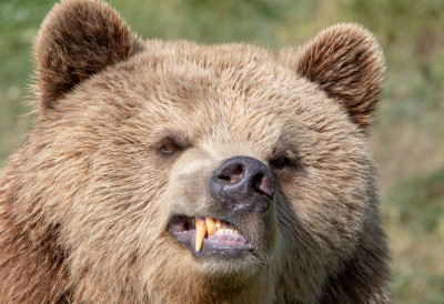 УЖАС У СЛОВАЧКОЈ, МЕДВЕД НАПАО ЏОГЕРА! Звер човеку „избушила“ грудни кош, траје потера за  животињом